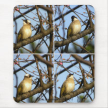 白頭翁 Chinese Vogel Bulbul op de Takken van de Kers Muis Matten
