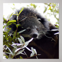 005Bearcat Print