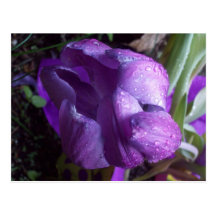 103_0334 WENS KAARTEN