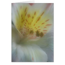 20090614_101 KAART