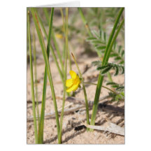 2:4 d'Ephesians de fleur de plage - carte 7
