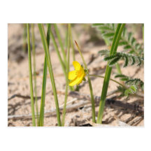 2:4 d'Ephesians de fleur de plage - carte postale 