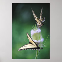2 de oostelijke vlinders van Swallowtail van de Ti Plaat