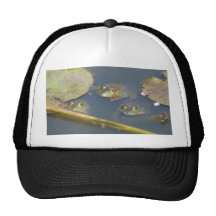 3 grenouilles casquettes