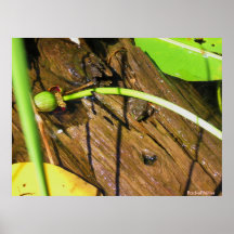3, Rachel Miller Posters