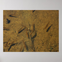 4, Rachel Miller Posters