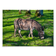 5 x 7 - pâturage de Burro Tirage Photo