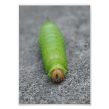 5X7 stupéfiant Caterpillar - Antheraea Polyphemus Impressions Photo