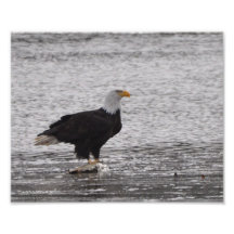 8X10 Eagle chauve sur le saumon Photographie D’art