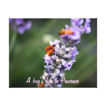 Aan bug' s LIFE in Provence Canvas Print