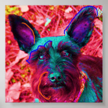 Abby le Schnauzer Affiche