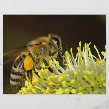 Abeille au travail prospectus avec motif