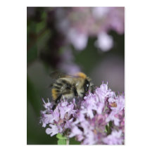 Abeille Carte De Visite