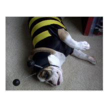 abeille de bouledogue carte postale