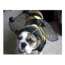 Abeille de bouledogue cartes postales