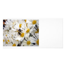 abeille sur des marguerites modèle pour photocarte