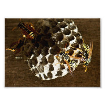 Abeilles sur la ruche 7 x épreuve photographique 5