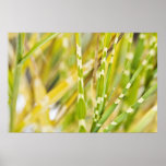Abstract zebragrassPoster