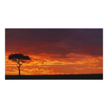 Acacia d'épine de parapluie, tortilis d'acacia, 2 impression photographique