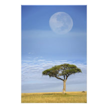 Acacia d'épine de parapluie, tortilis d'acacia, et photographie