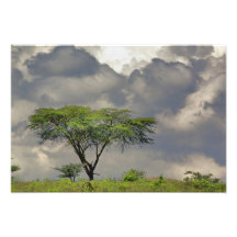 Acacia d'épine de parapluie, tortilis d'acacia, et photographies