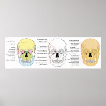 Accomplissez le diagramme de l'avant du crâne huma posters