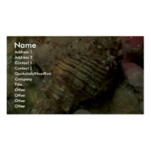 Achthoek murex (octogonus Murexsul) Shell Visitekaartje