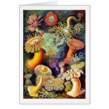 Actiniae (actinies), Ernst Haeckel Cartes De Vœux