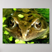 affiche 2 de grenouille