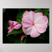 Affiche blanche rose d'Impatiens