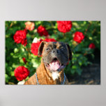 Affiche Brindle de chien de boxeur