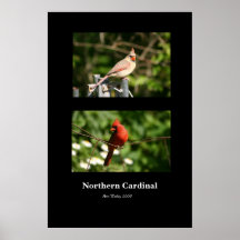 Affiche cardinale