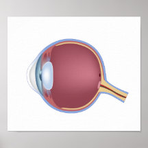 Affiche d'anatomie d'oeil humain