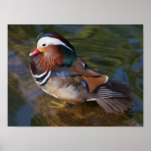affiche de canard en bois de 14,95