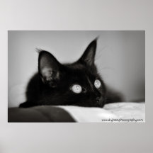 Affiche de chat/iris 3