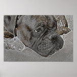 Affiche de chien de boxeur