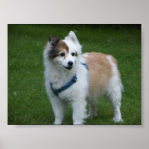 AFFICHE DE CHIEN
