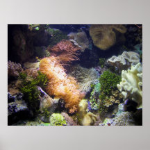 Affiche de corail et de poissons