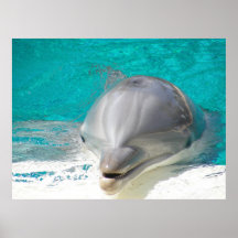 affiche de dauphin
