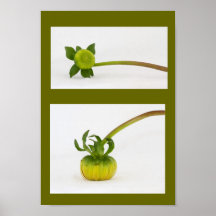 Affiche de deux fleurs de fleur