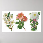 Affiche de fleurs roses et blanches