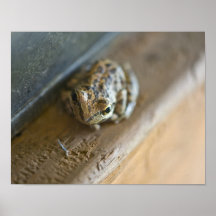 Affiche de grenouille