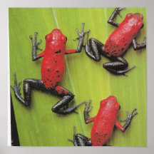 Affiche de grenouilles