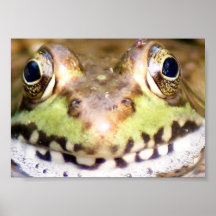 Affiche de la grenouille 7x5