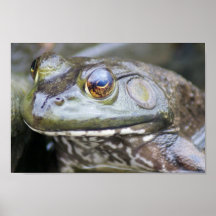Affiche de la grenouille 8x12