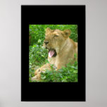 affiche de la lionne yawn2