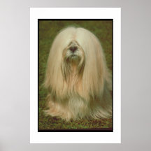Affiche de Lhasa Apso