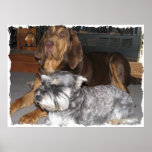 Affiche de limier et de Schnauzer miniature