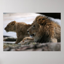 Affiche de lions