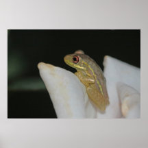 Affiche de nature de grenouille d'arbre